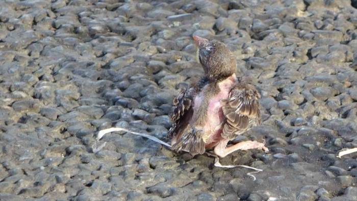 Taksim’de Yere Düşen Yavru Serçe İçin Polis Ve İtfaiye Ekipleri Seferber Oldu