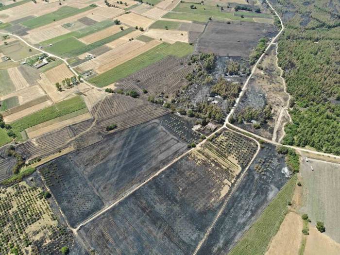 Başkan Bozbey’den Ağaçlandırma Çağrısı