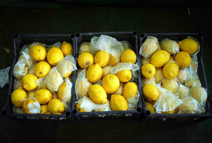 İstanbul’da Limonun Tanesi 10 Tl’ye Dayandı, Ağustos’tan İtibaren Gerileme Bekleniyor