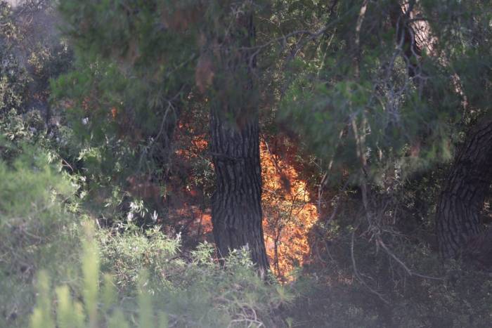 Ekoloji Uzmanı Prof. Dr. Neyişçi’den Yangına Karşı Rüzgar Perdesi Önerisi