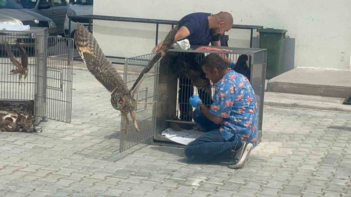 Afyonkarahisar’da Tedavileri Tamamlanan Kuşlar Doğaya Salındı