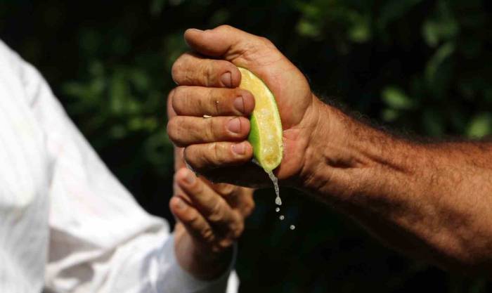 Çukurova’da Erken Hasat Edilen Mayer Limonların Kalitesinde Büyük Risk