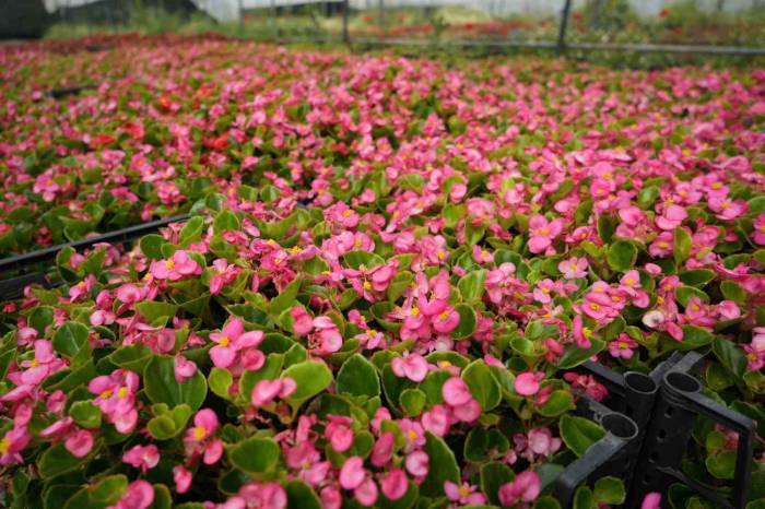 Dağın Başına Kurduğu Sera, Deniz Seviyelerine Göre 5 Kat Daha Verimli Oldu