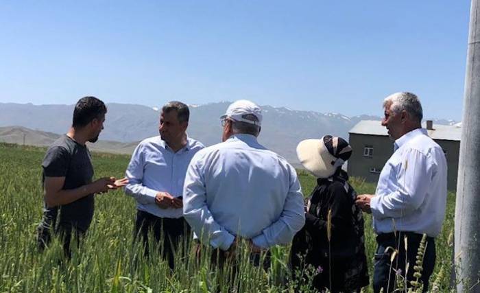 Yüksekova’da Hububat Ekim Alanların Koruması İçin Ziraat Mühendisleri Devrede