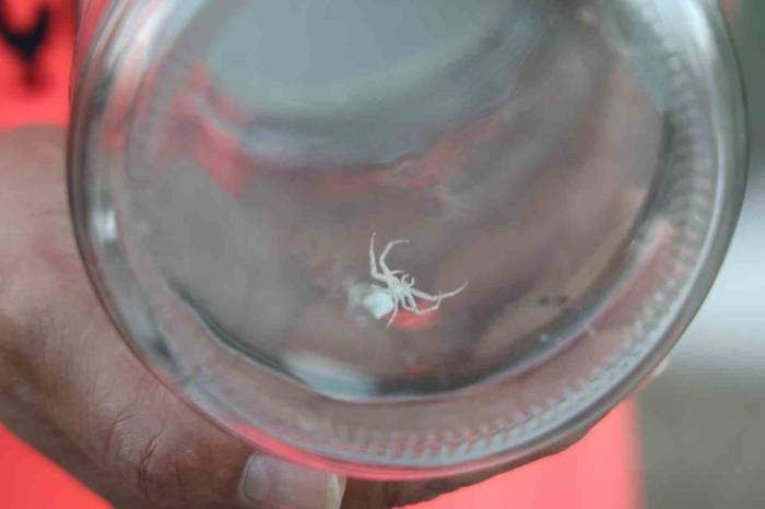 İnsanlarda Merak Uyandıran ’insan Yüzlü Örümceği’ Kavanozda Besliyor