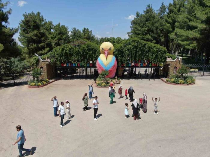 Kavurucu Sıcaklarda Hayvanlar Buzlu Kokteyl İle Serinliyor