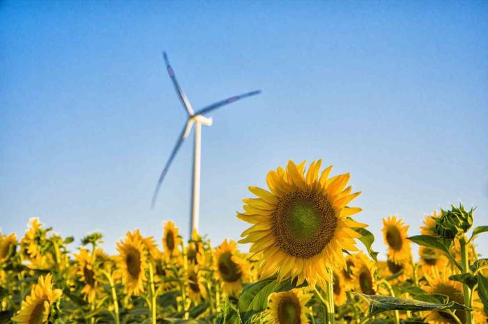 Tekirdağ’da Ayçiçeği Tarlalarından Görsel Şölen