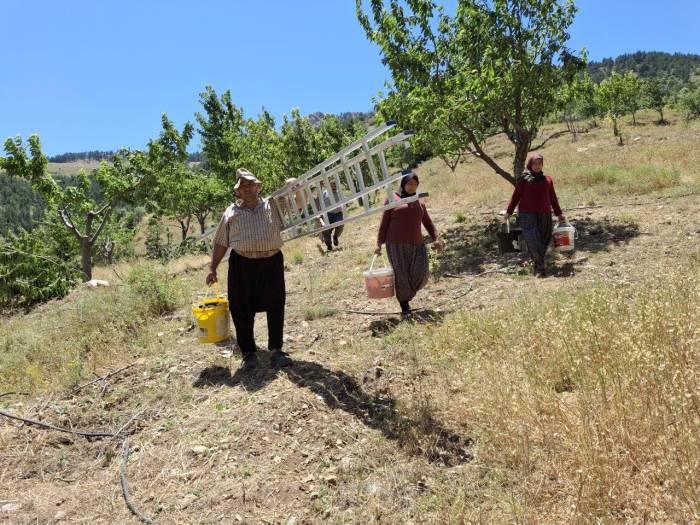 Sıcak Hava Kiraz Hasadını Erken Tamamlattı