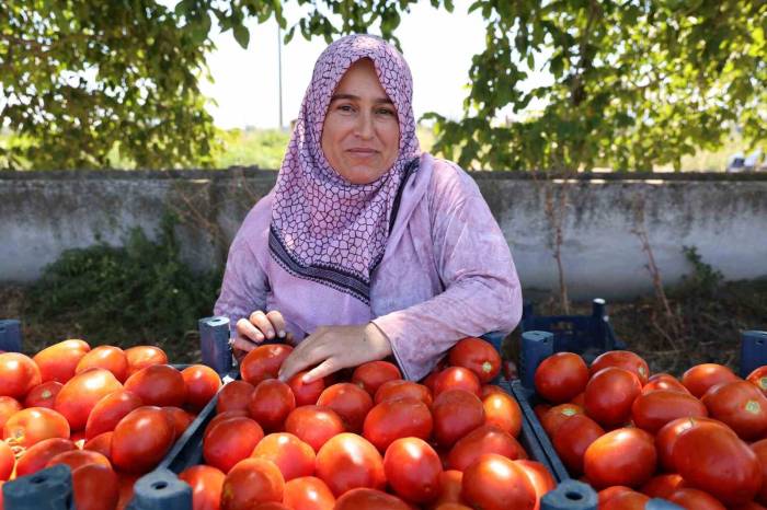 Aydın’da Domates Hasadı Sürüyor