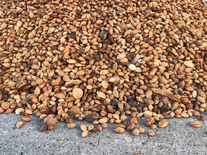 Erzincan’dan Malatya’ya 200 Ton Acı Kayısı Çekirdeği Gönderiliyor