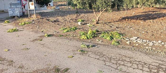 Kilis’te Sağanak Zeytin Ve Fıstık Ağaçlarına Zarar Verdi