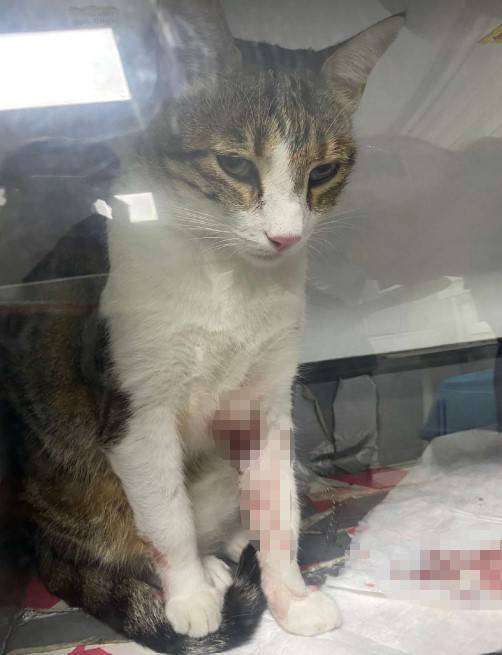 Kedi Şirine’yi Tekmeleyerek 4. Kattan Aşağı Atan Akademisyen Hakkında Karar: 1 Yıl 6 Ay Hapsine Hükmedildi