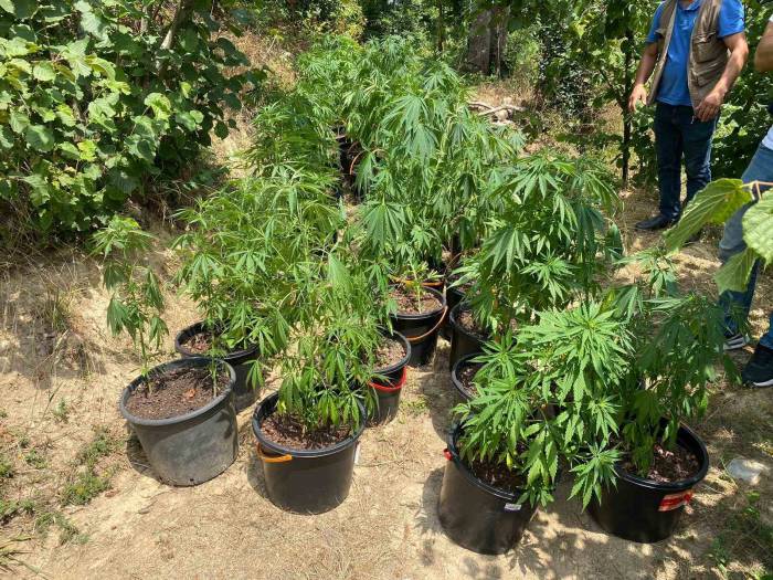 Fındık Bahçesinde Ekili 262 Kök Kenevir Ele Geçirildi