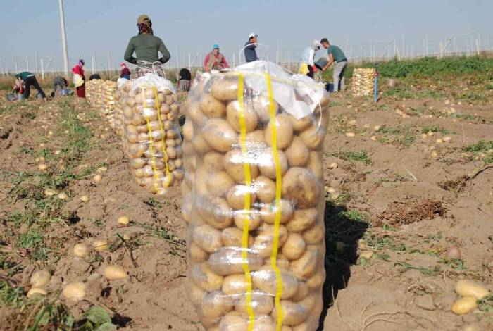 Niğde’de Yazlık Patates Ekimi Yüzde 200 Arttı