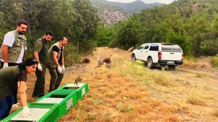 Sinop’ta 300 Kınalı Keklik Doğaya Salındı