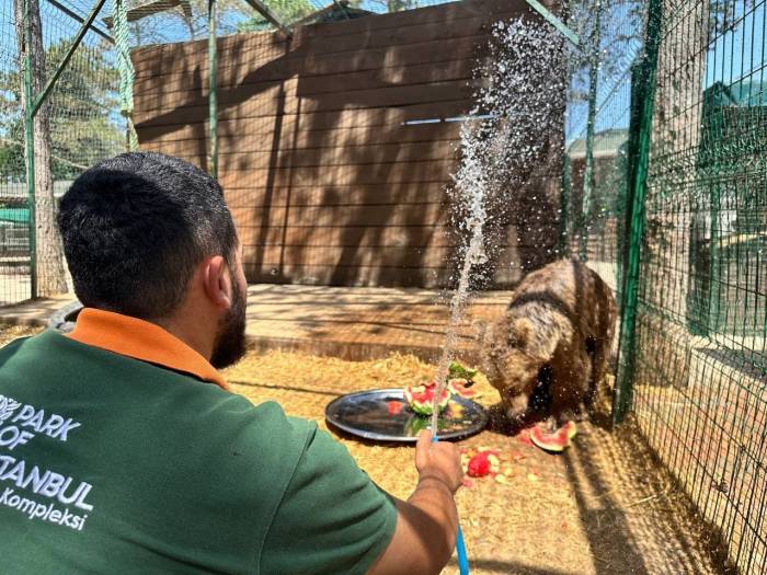 Sıcak Hava İstanbul’u Kavurdu; Hayvanlar Buzlu Meyve Ve Fıskiyeyle Serinletildi