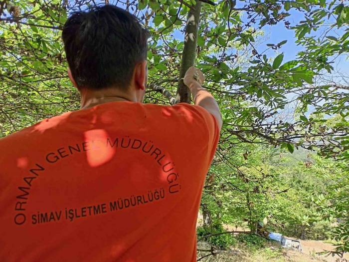 Simav’da Kestane Dal Kanseri İle Biyolojik Mücadele