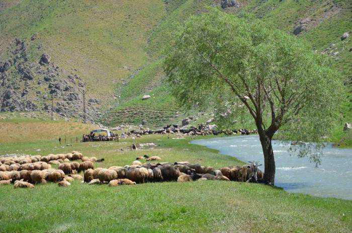 İdil’de "Şap Hastalığı" Nedeniyle Hayvan Giriş Çıkışı Yasaklandı