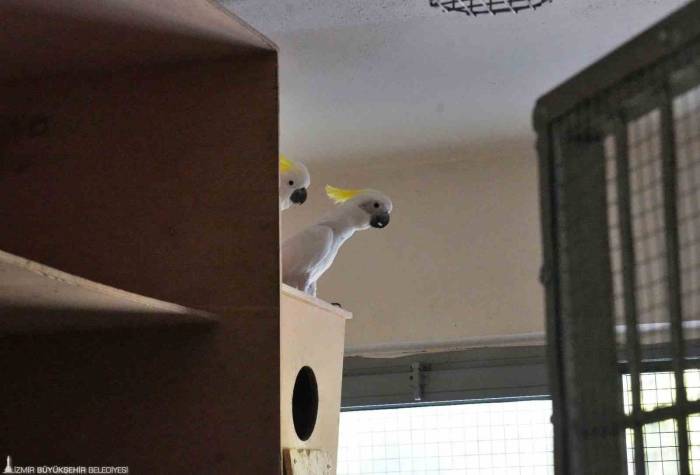 Kakadu Papağanı Ailesinin 15 Yıl Sonra İlk Yavrusu Dünyaya Geldi