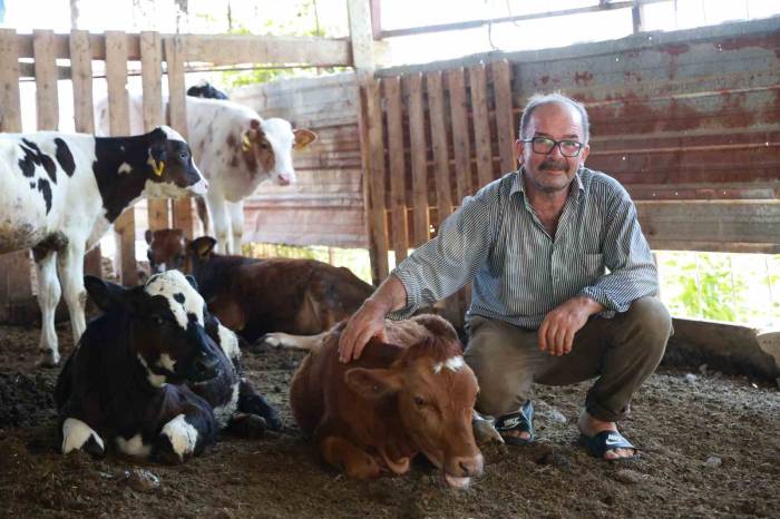 Mustafa Amcanın 85 Bin Tl’ye Satın Aldığı İnek, Sırra Kadem Bastı