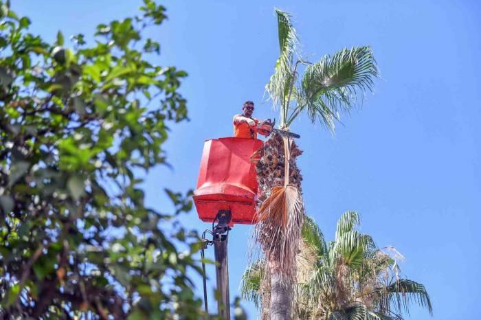 Mersin’de Palmiye Ağaçları Budanıyor