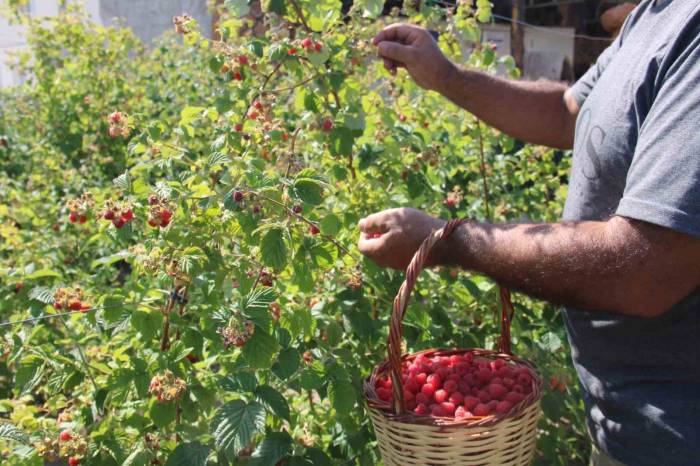 ’olmaz’ Denileni Hobi Olarak Yaptı, Kayseri’deki Tek Ahududu Bahçesini Kurdu