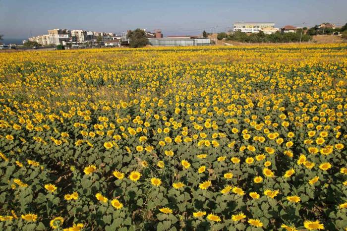 Büyükçekmece’de Görsel Şölen: Ayçiçek Tarlaları Yol Kenarlarını Sarıya Boyadı