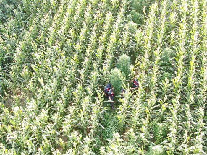 Mısır Yerine Esrar Dikmiş