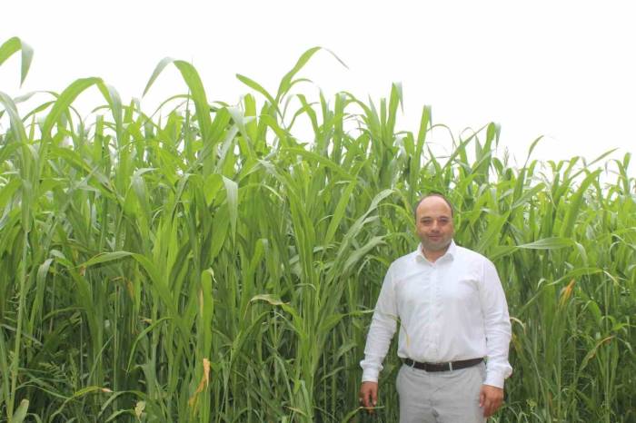 Sorgum Sudan Otu Melezi, Pazar’da Yem Bitkisi Alternatifi Olacak