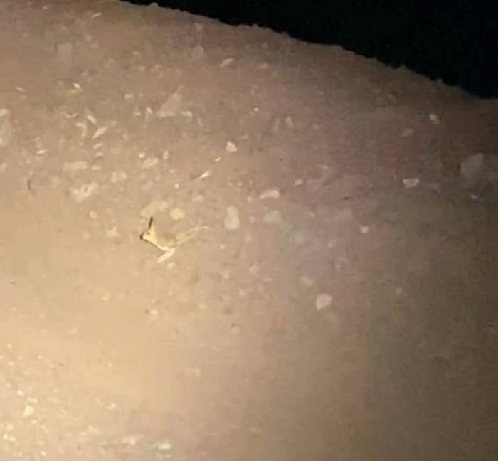 Iucn’nin ‘Kırmızı’ Listesinde Yer Alan Kanguru Faresi Adıyaman’da Görüldü