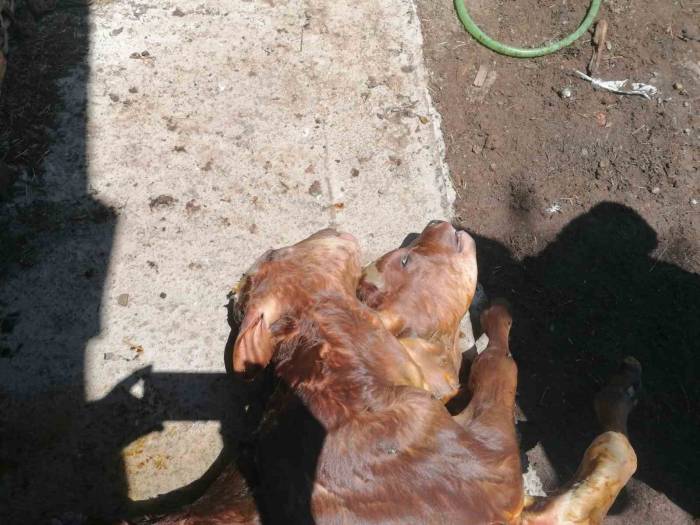 Kastamonu’da Çift Başlı Buzağı Doğdu