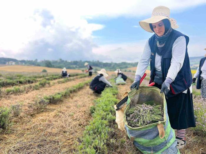 Kocaeli’de Mor Tarlalarda Lavanta Hasadı Başladı