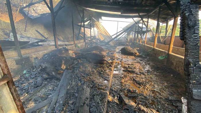 Ahır Yangınında 14 Hayvan Telef Oldu, 1 Kişi Yaralandı