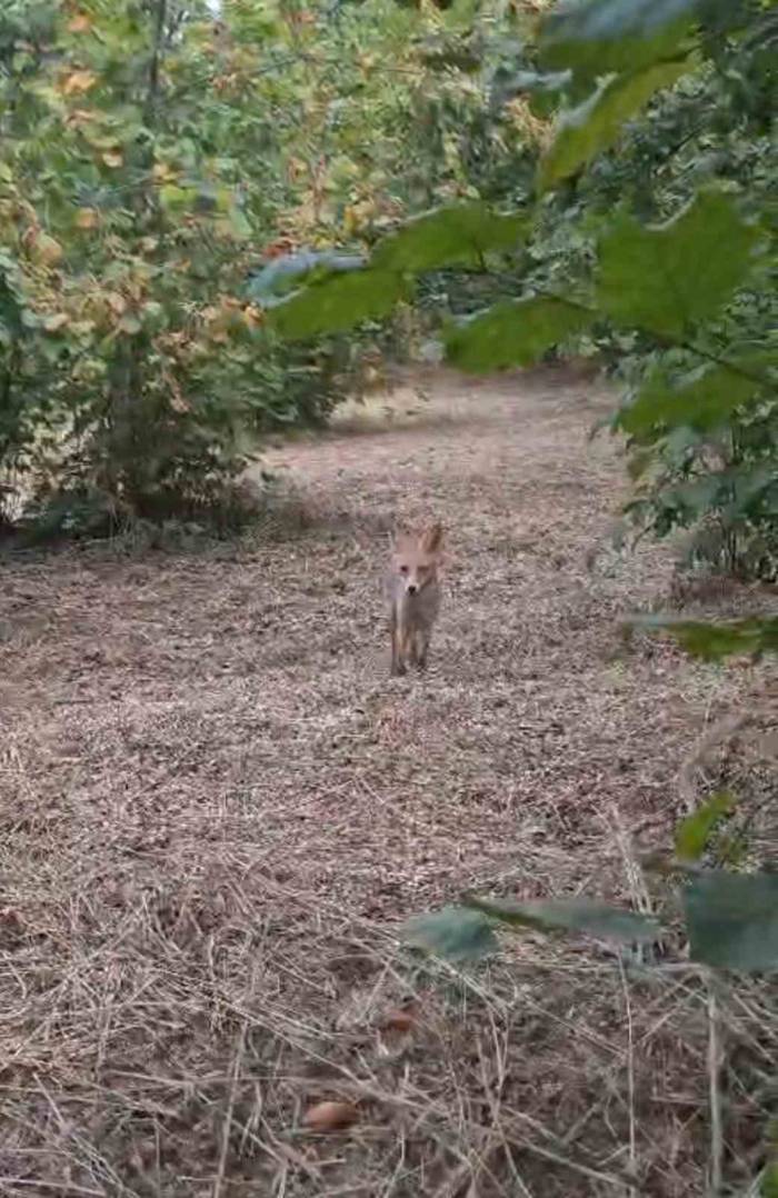 Yavru Tilki İle Bahçede Sohbet Etti