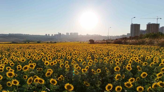 Betonlaşan İstanbul’da Eşsiz Ayçiçek Tarlaları