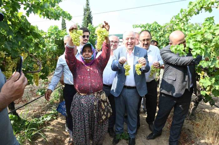 Denizli’de Üzüm Hasadı Başladı