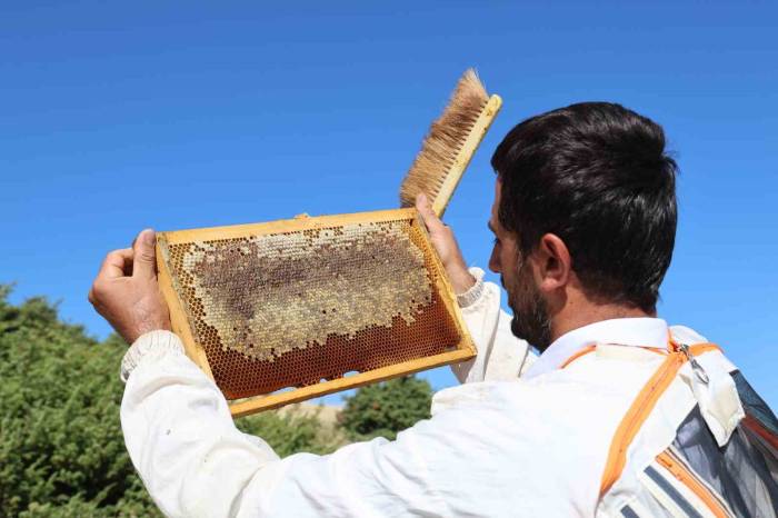 Küresel Isınma Arıcıları Vurdu, Rekoltede Bin Tondan 500 Tona Düştü