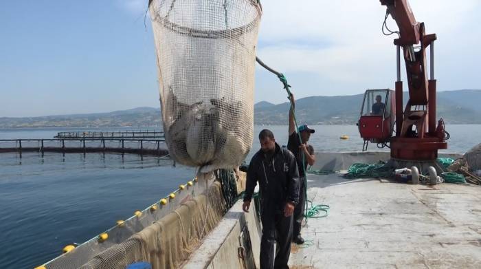 Hayvansal Ürün İhracatından Milyonlarca Döviz Geliri