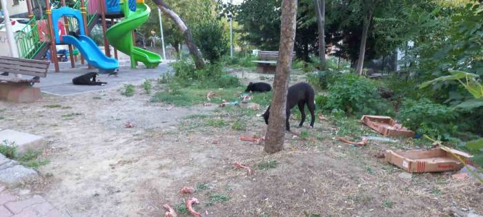 Beylikdüzü’nde Köpekler Kadına Saldırdı: O Anlar Güvenlik Kamerasında