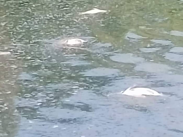 Yüzlerce Balık Telef Oldu