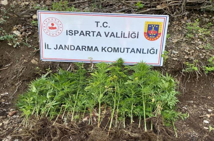 Isparta’da Yasa Dışı Kenevir Ekimi Yapan 1 Şahsa Adli İşlem Başlatıldı