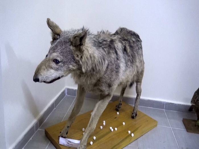 Türkiye’nin İlk Doğa Tarih Müzesinde 5 Bin Çeşit Materyal Sergileniyor