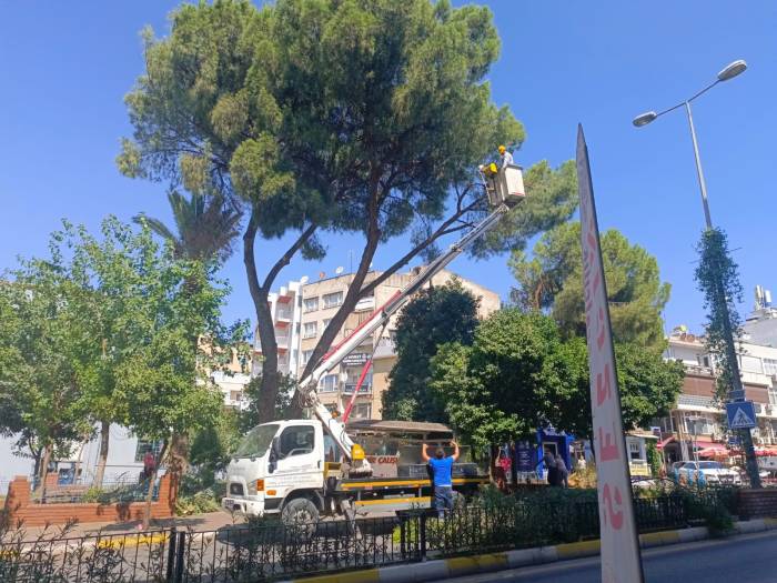 Efeler Belediyesi, Tehlike Saçan Ağaçlara Müdahale Etti