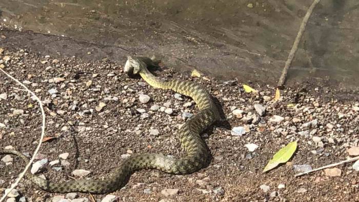 Kars’ta Yılanın Balık Avı Kamerada