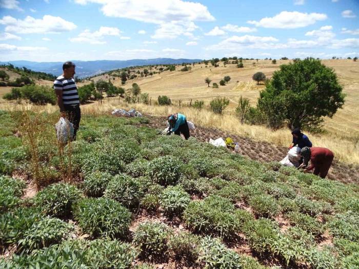 Kütahya’nın Üretim Merkezi Olan Karsaban Köyünde Adaçayı Hasadı Başladı