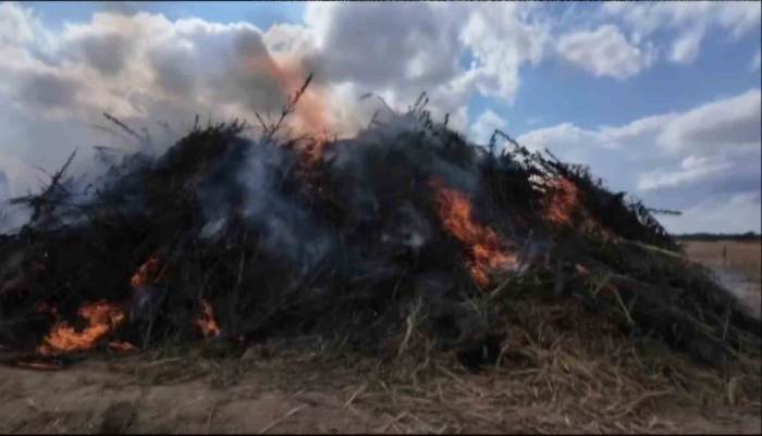 Babaeski’de 2 Milyon Kök Kenevir İmha Edildi