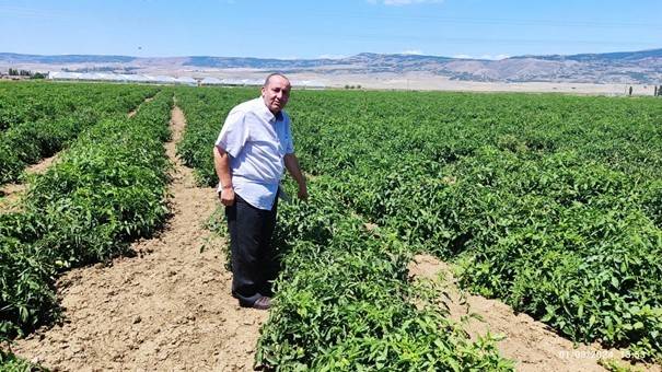 Troy Çeşidi Domates Eskişehir’i Sevdi