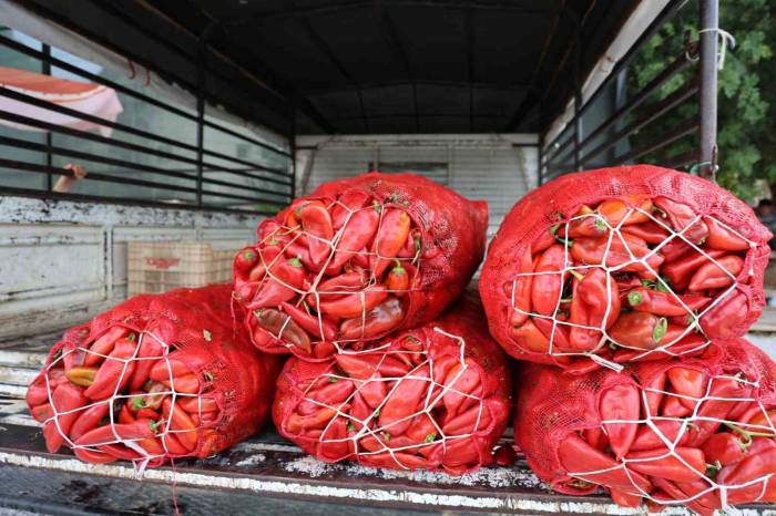 Adana’da Salçalık Biber Telaşı Başladı