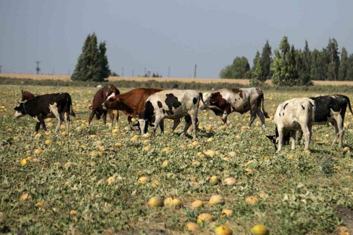 300 Dönüm Arazideki Kavunu Hayrına Bırakmıştı, Toplanmayan Binlerce Kavun Hayvanlara Yem Oldu