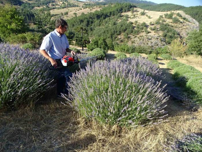 Köylü Girişimci 6 Yıldır Geçimini Lavantadan Sağlıyor